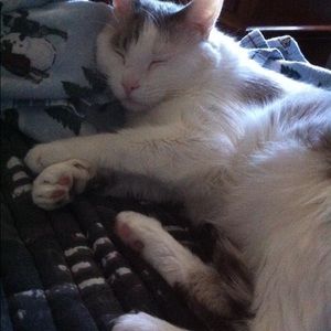 Meet your Posher, Robin